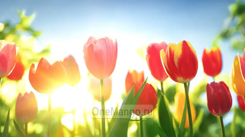 Занавес 8 марта 108