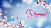 Занавес 8 марта 223