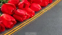 Занавес день победы 049