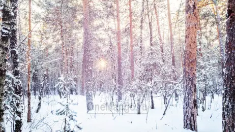 Новогодний занавес 004