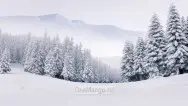 Новогодний занавес 008