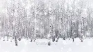 Новогодний занавес 027