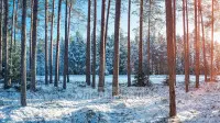 Новогодний занавес 031