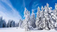 Новогодний занавес 044