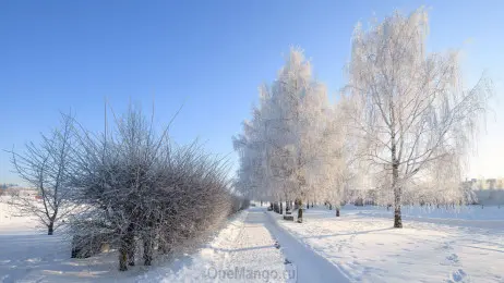 Новогодний занавес 055