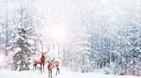 Новогодний занавес 068