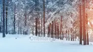 Новогодний занавес 087