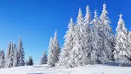 Новогодний занавес 239