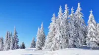 Новогодний занавес 239