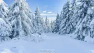 Новогодний занавес 250