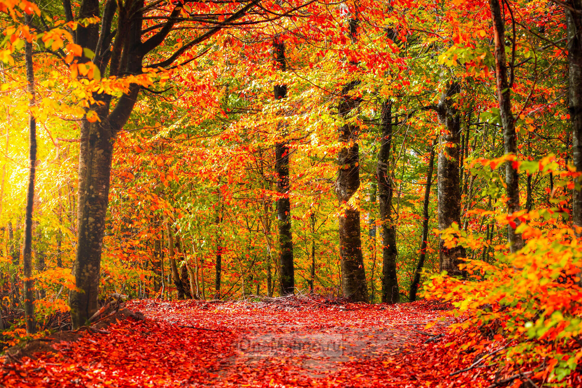 Осенний занавес 020