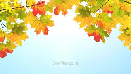 Осенний занавес 023