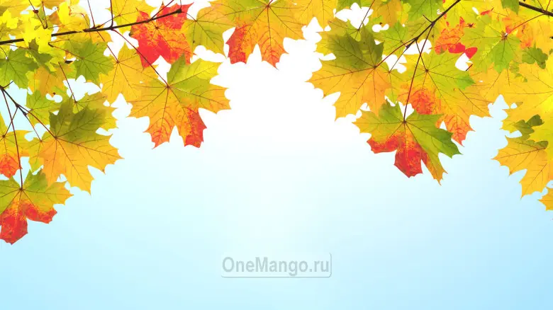 Осенний занавес 023