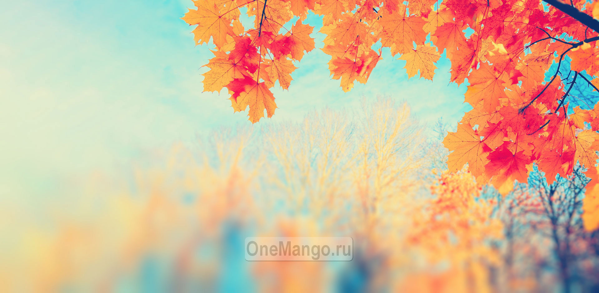 Осенний занавес 031