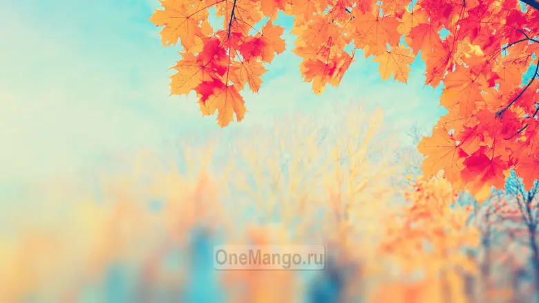 Осенний занавес 031