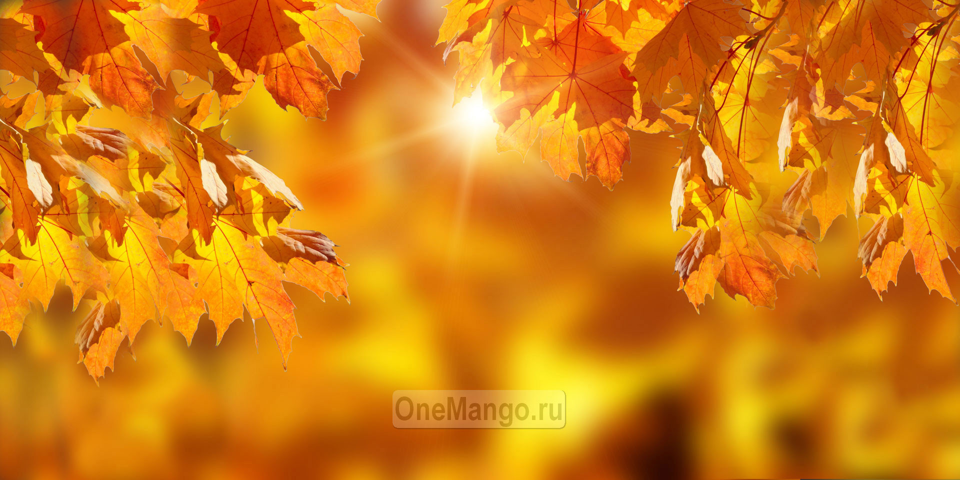 Осенний занавес 046