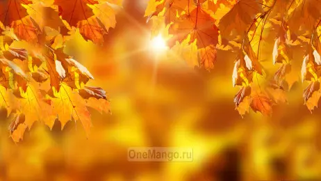 Осенний занавес 046
