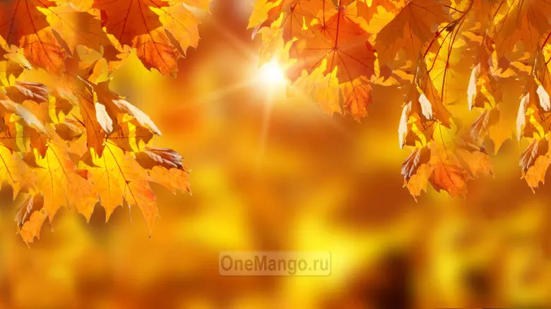 Осенний занавес 046