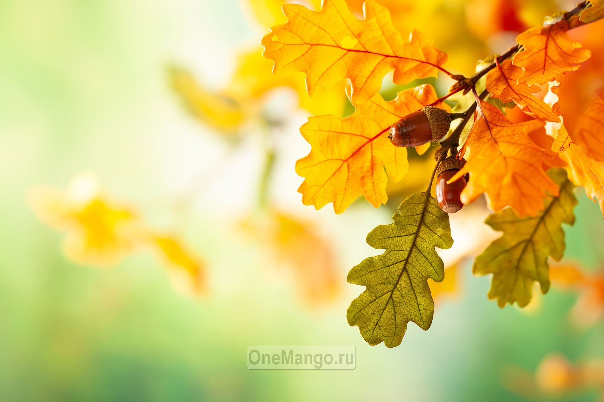 Осенний занавес 053