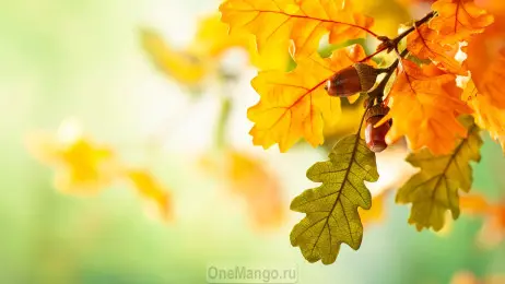 Осенний занавес 053