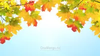 Осенний занавес 064