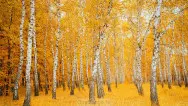 Осенний занавес 066