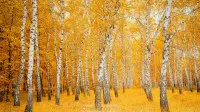 Осенний занавес 066
