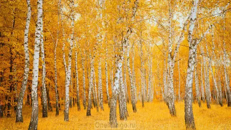 Осенний занавес 066