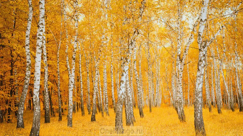 Осенний занавес 066