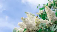 Занавес выпускной в школе 010